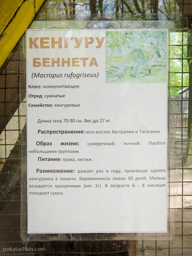 Кенгуру Беннета