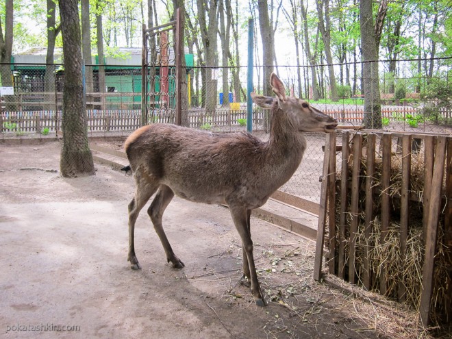 Олень