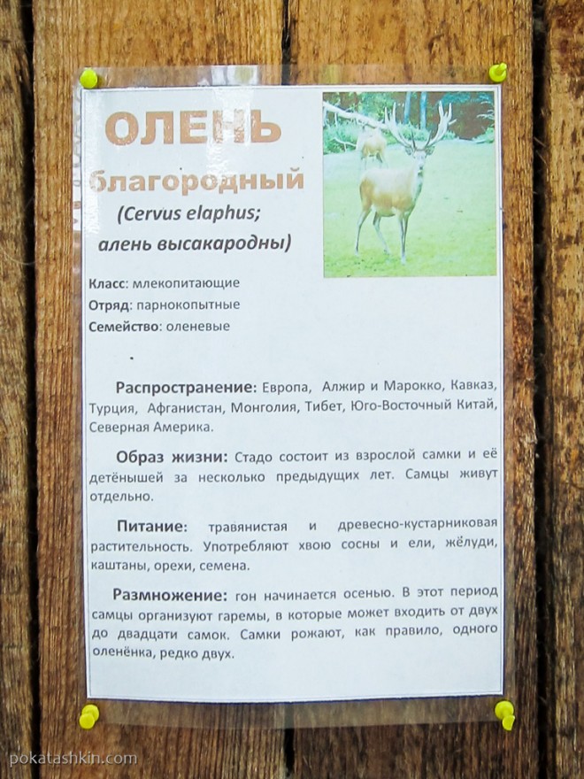 Олень