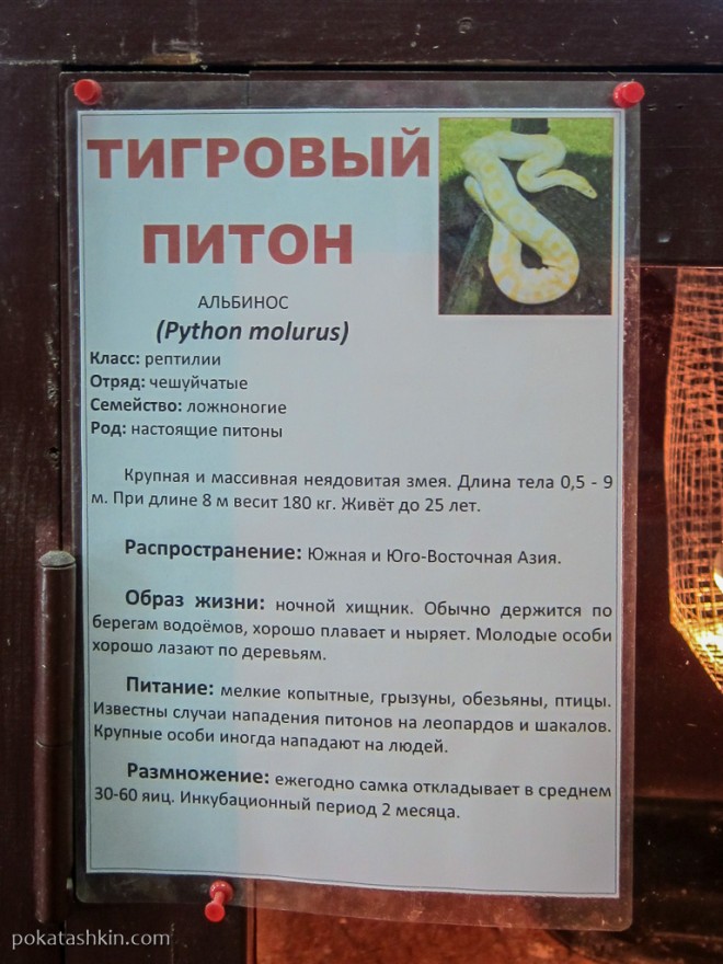 Тигровый питон