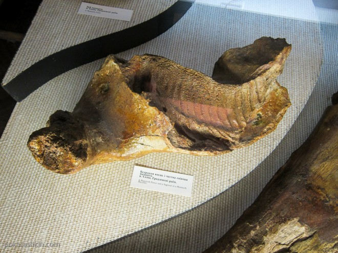 Бедренная кость и часть челюсти мамонта