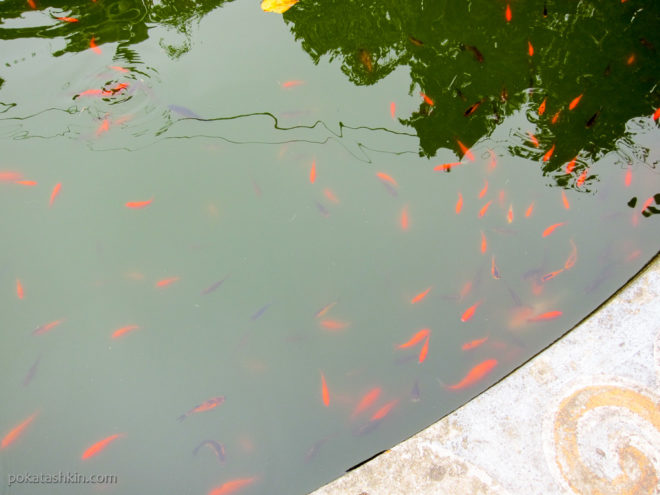 Рыбки в фонтане