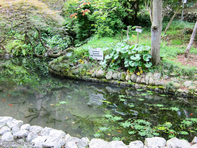 Японский сад в ботаническом саду