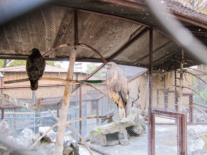 Птицы белградского зоопарка