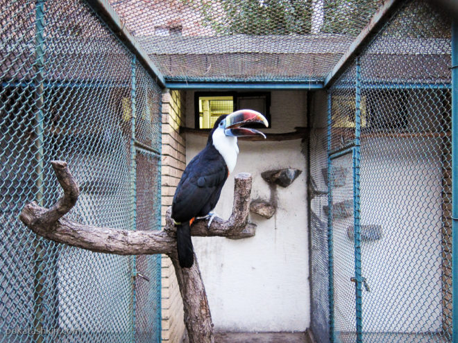 Птицы белградского зоопарка