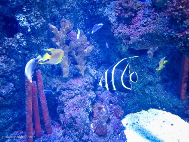 Аквариум SEA LIFE Istanbul