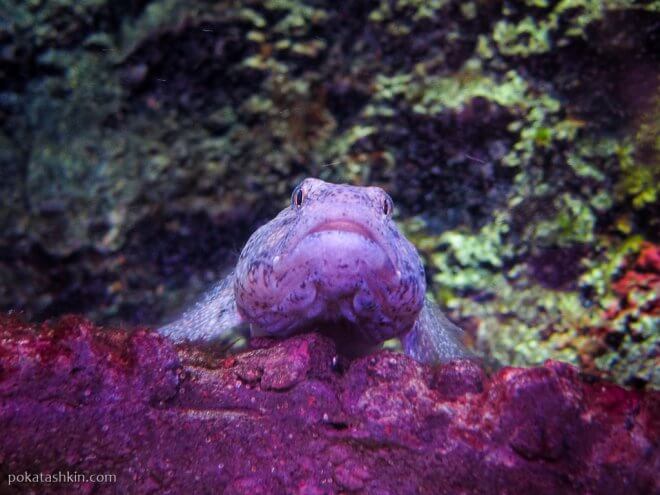 Аквариум SEA LIFE Istanbul