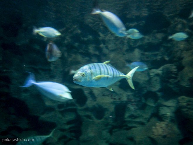 Аквариум SEA LIFE Istanbul