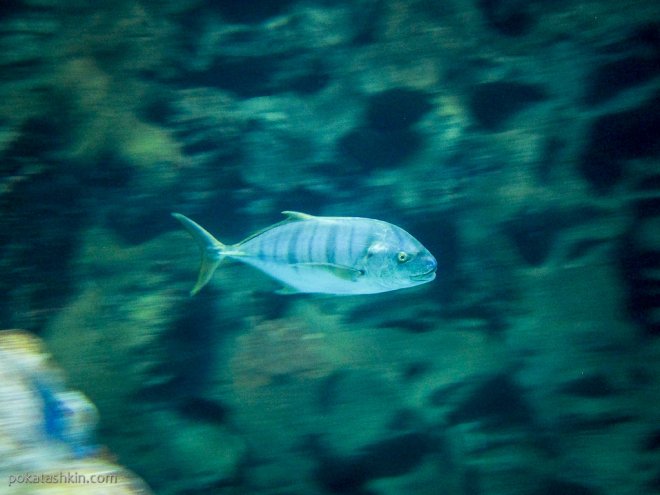 Аквариум SEA LIFE Istanbul