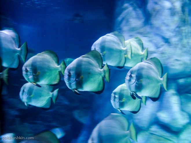 Аквариум SEA LIFE Istanbul