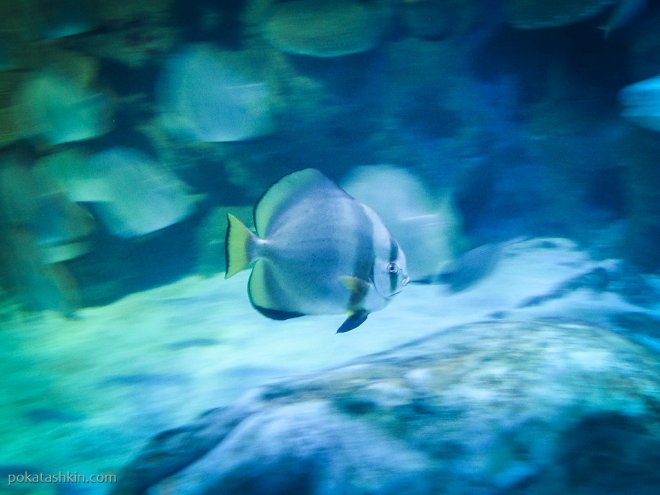 Аквариум SEA LIFE Istanbul