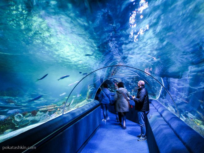 Подводный туннель в аквариуме SEA LIFE Istanbul