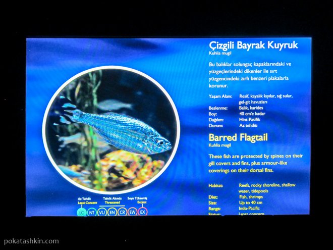 Описание рыб в аквариуме SEA LIFE Istanbul